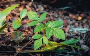 natural garden weed hacks organic mulch weed control in home backyard garden chemical‑free yard care