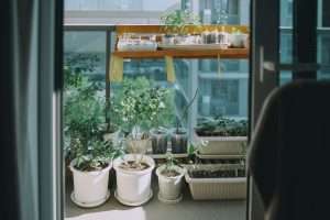 Budget balcony garden ideas: full small apartment vegetable garden setup for renters