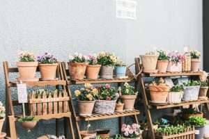 budget‑friendly perennial outdoor plants for small rental patio