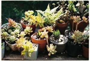 easy‑care succulent plants for small budget balcony