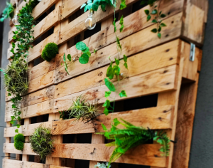 Upcycled wooden pallet privacy wall for a budget backyard