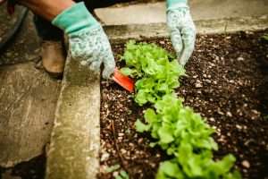 weed free home garden natural garden weed hacks long‑term organic weed prevention mulch gardening tips