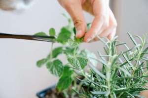 ledible herb plants for budget‑friendly patio gardening