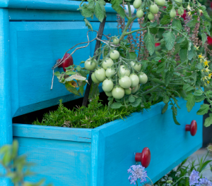 $0 budget balcony garden ideas using recycled household containers