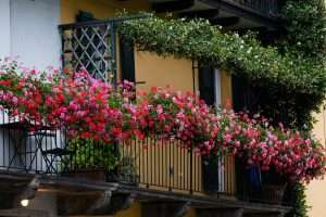 colorful low‑care flowering plants for rental balcony