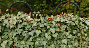 Fast-growing thuja green giant hedge as a living privacy fence in a backyard