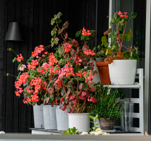 cozy small rental patio layout with low‑cost greenery