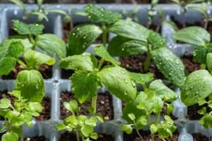 8 easiest vegetables