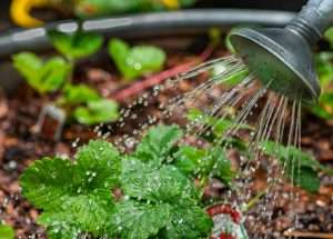 How to water your budget balcony vegetable garden correctly - no mess